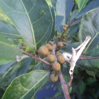 Ficus tinctoria subsp. gibbosa (Blume) Corner